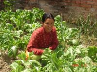 Kiva Program funding a Woman vegetable Gradener