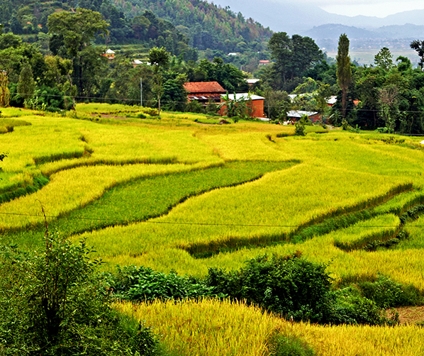 Lamatar Rice Paddy Field