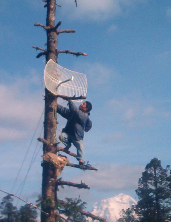 Сегодня интернет ловит. Ловлю интернет на дереве. Ловит связь на дереве. Антенна на дереве. Антенны сотовой связи на дереве.